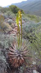 Aloe microstigma microstigma