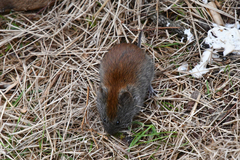 Craseomys rufocanus