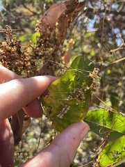 Cuscuta subinclusa