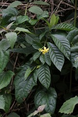 Voacanga