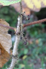 Oplopanax elatus