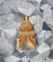 Theisoa constrictella