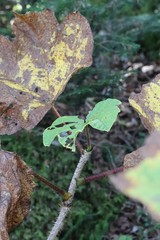 Oplopanax elatus