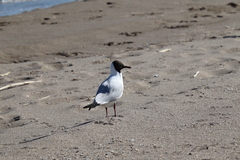 Chroicocephalus ridibundus