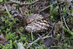 Picea jezoensis jezoensis