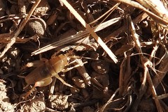 Ceuthophilus californianus