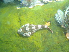 Chorisochismus dentex