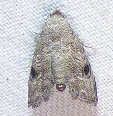 Abablemma brimleyana
