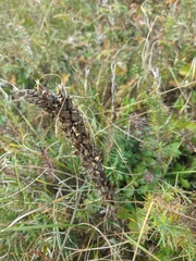 Pedicularis sibthorpii