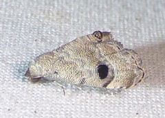Abablemma brimleyana
