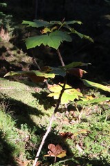 Oplopanax elatus