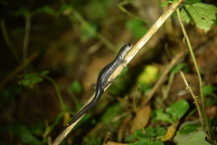 Plethodon shermani