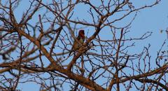 Lybius torquatus torquatus