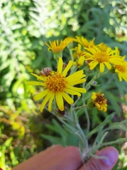 Jacobaea paludosa lanata