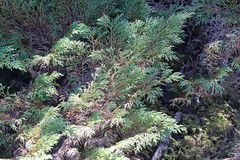 Microbiota decussata