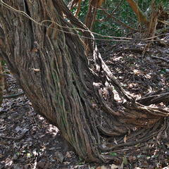 Grewia caffra