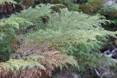 Microbiota decussata