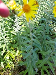 Jacobaea paludosa lanata