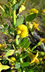 Rafnia elliptica