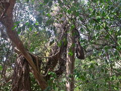 Grewia caffra