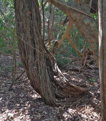 Grewia caffra