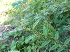 Cotoneaster salicifolius