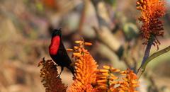 Chalcomitra senegalensis gutturalis