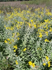 Jacobaea paludosa lanata