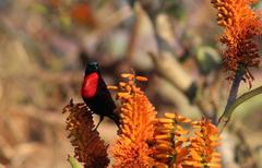 Chalcomitra senegalensis gutturalis