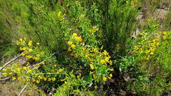 Rafnia elliptica