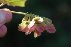 Acer ukurunduense