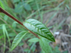 Cotoneaster salicifolius