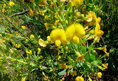 Rafnia elliptica