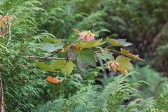 Acer ukurunduense