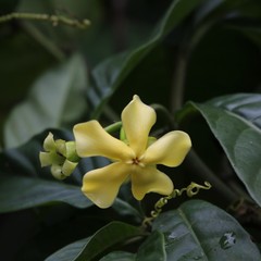 Voacanga