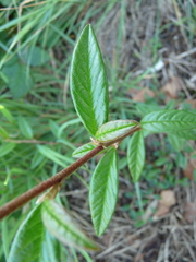 Cotoneaster salicifolius