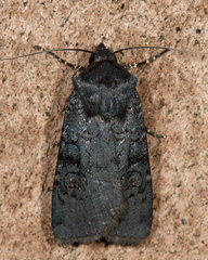 Euxoa velleripennis