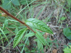 Cotoneaster salicifolius