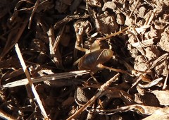 Ceuthophilus californianus