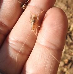 Ceuthophilus californianus