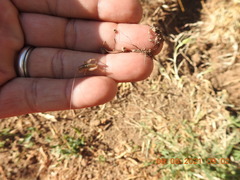 Ceuthophilus californianus