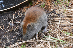 Craseomys rufocanus