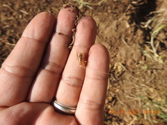 Ceuthophilus californianus