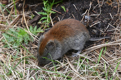 Craseomys rufocanus
