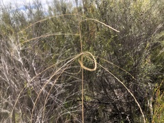 Digitaria divaricatissima