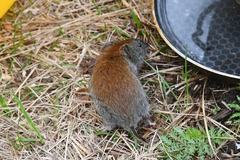Craseomys rufocanus