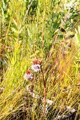 Serruria phylicoides