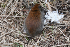 Craseomys rufocanus