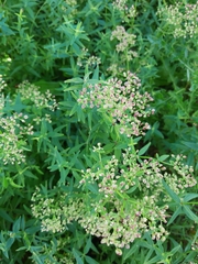 Galium rubioides
