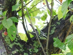 Mniotilta varia image